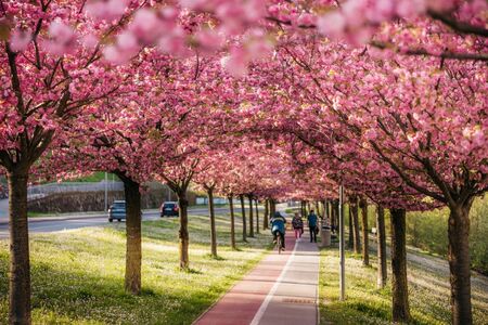 Japonske češnje nas spet razveseljujejo